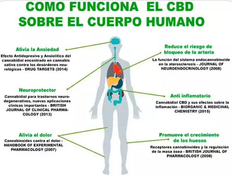 funcioncbdcuerpo